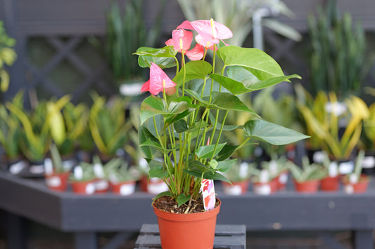 Anthurium | CA Anthurium