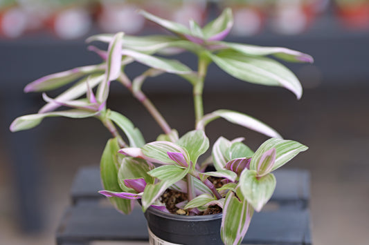 Tradescantia | Bubblegum