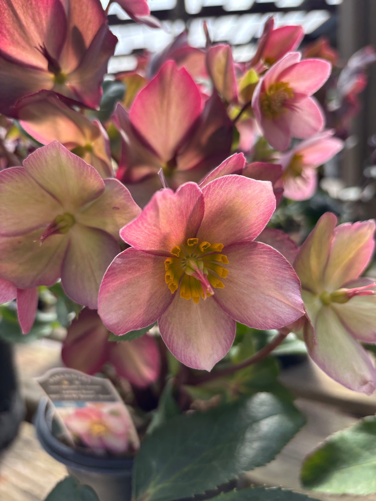 Helleborus | Pink Frost Lenten Rose