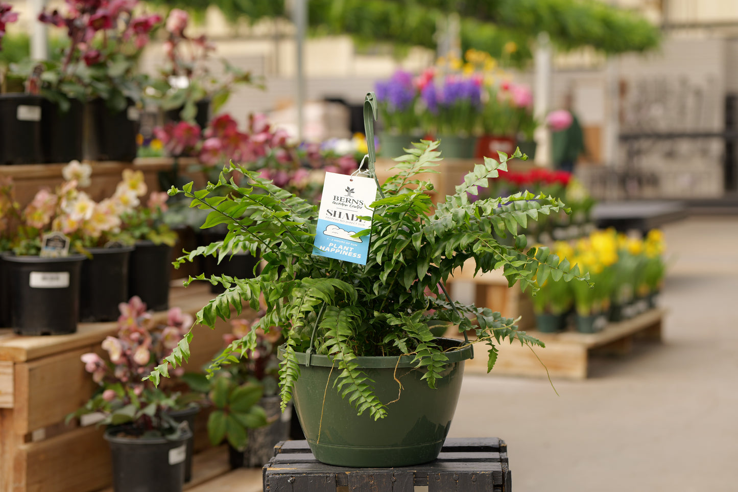 Fern | Fern Hanging Basket