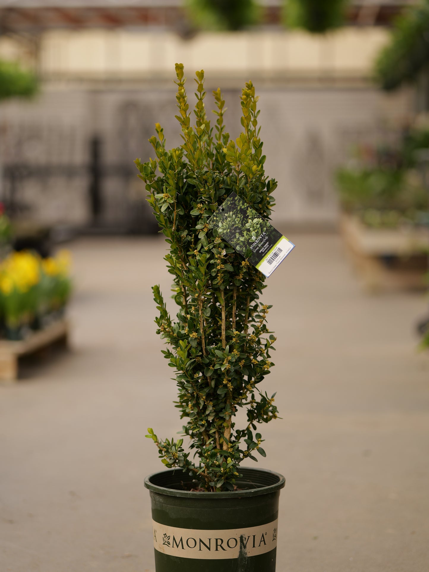 Buxus | Green Tower Boxwood