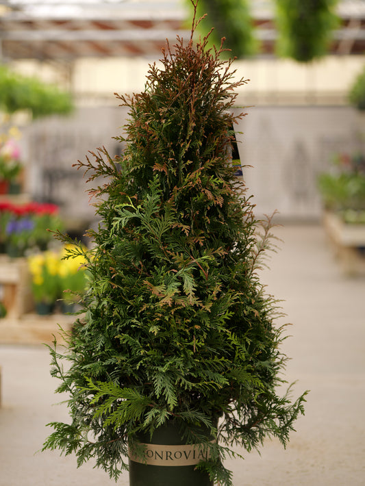 Thuja | Green Giant Arborvitae