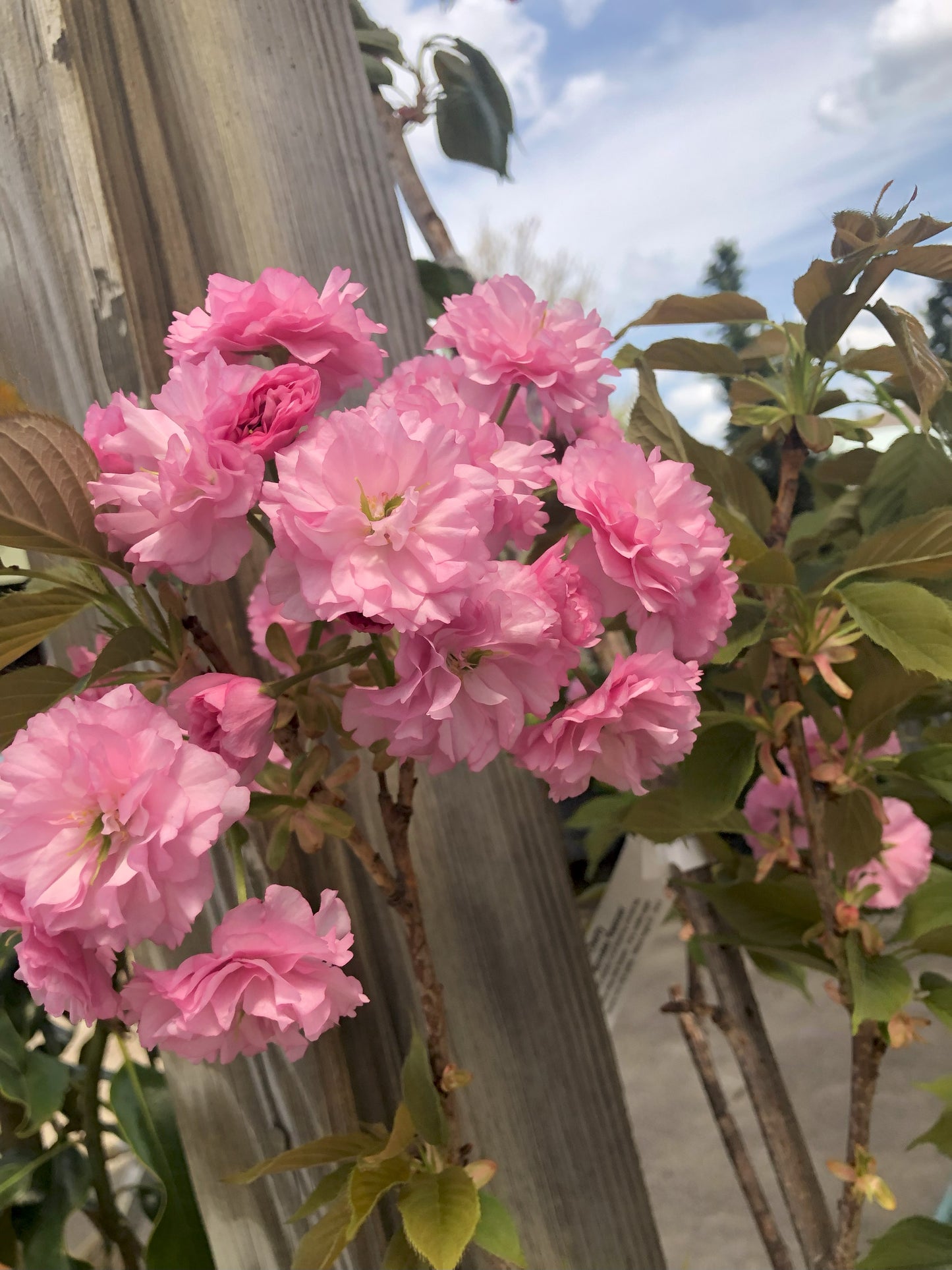 Prunus | Kwanzan Cherry