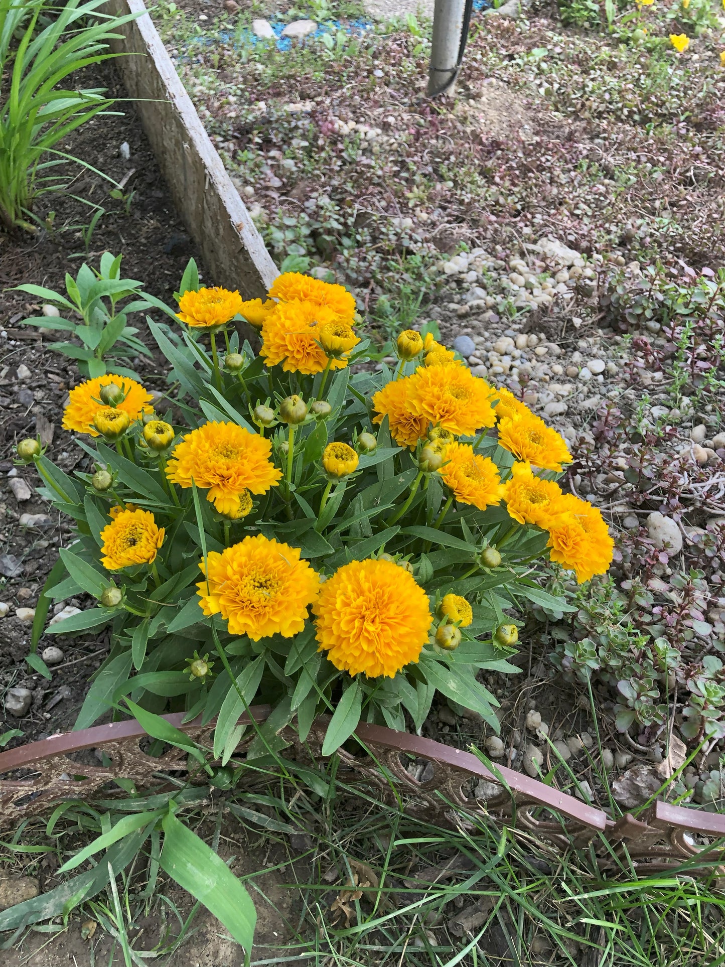 Coreopsis | Solanna Tickseed