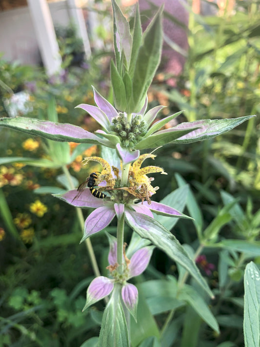 Monarda | Spotted Bee Balm