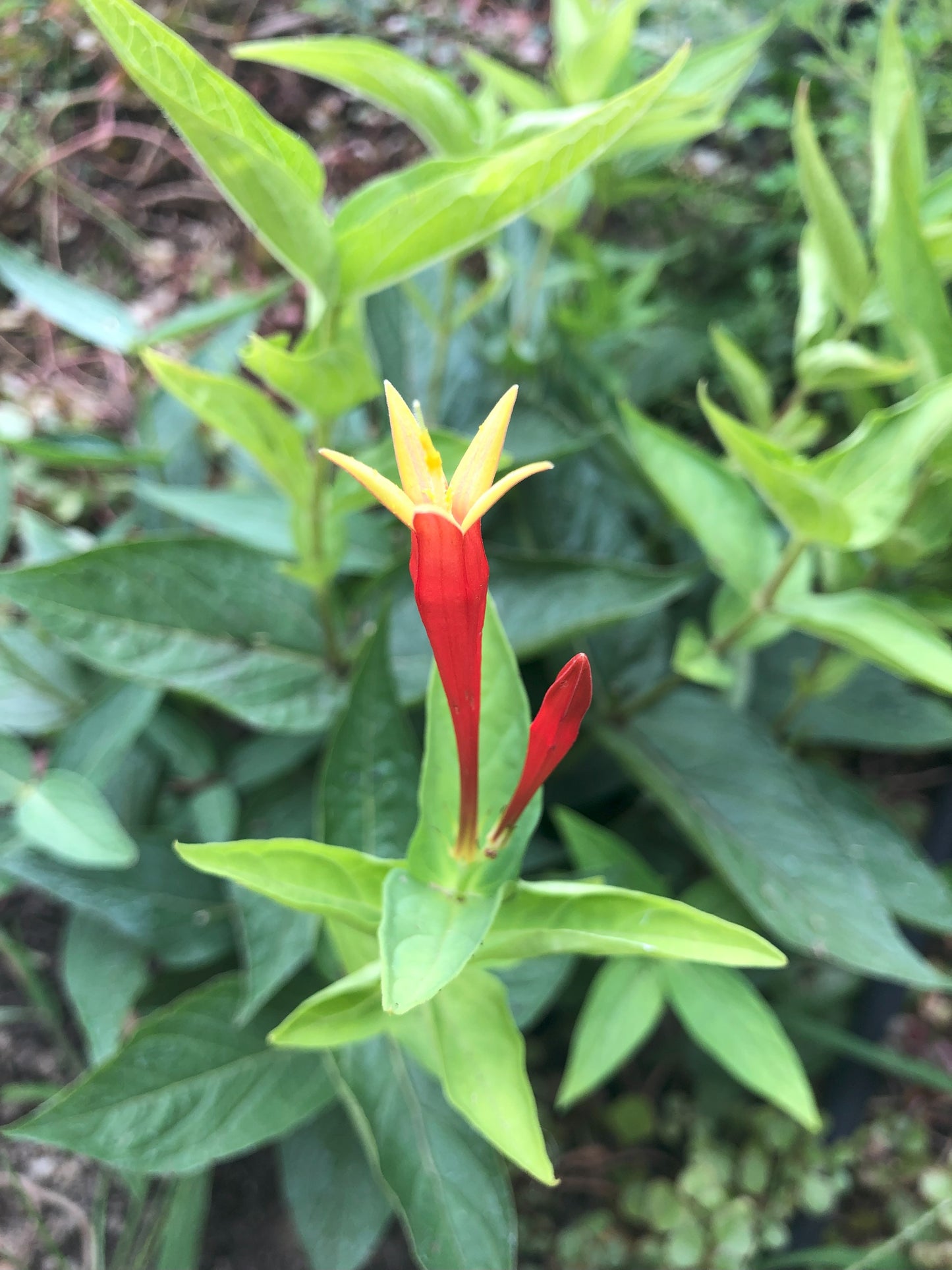 Spigelia | Ragin Cajun Indian Pink