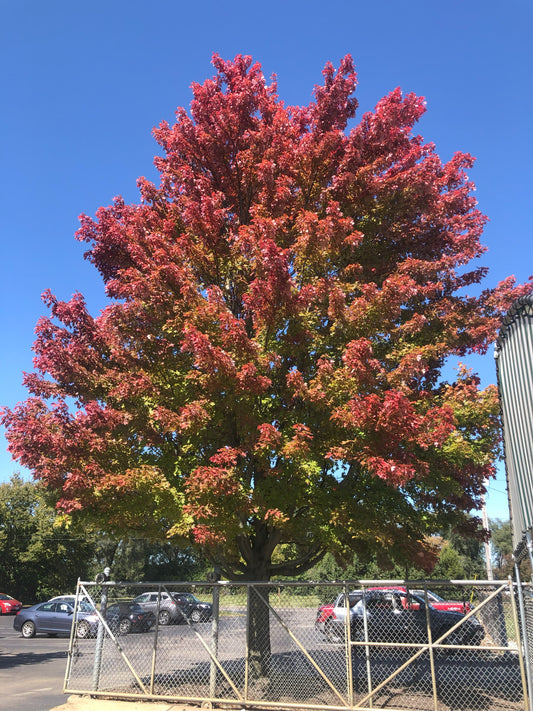 Acer | Autumn Blaze Maple