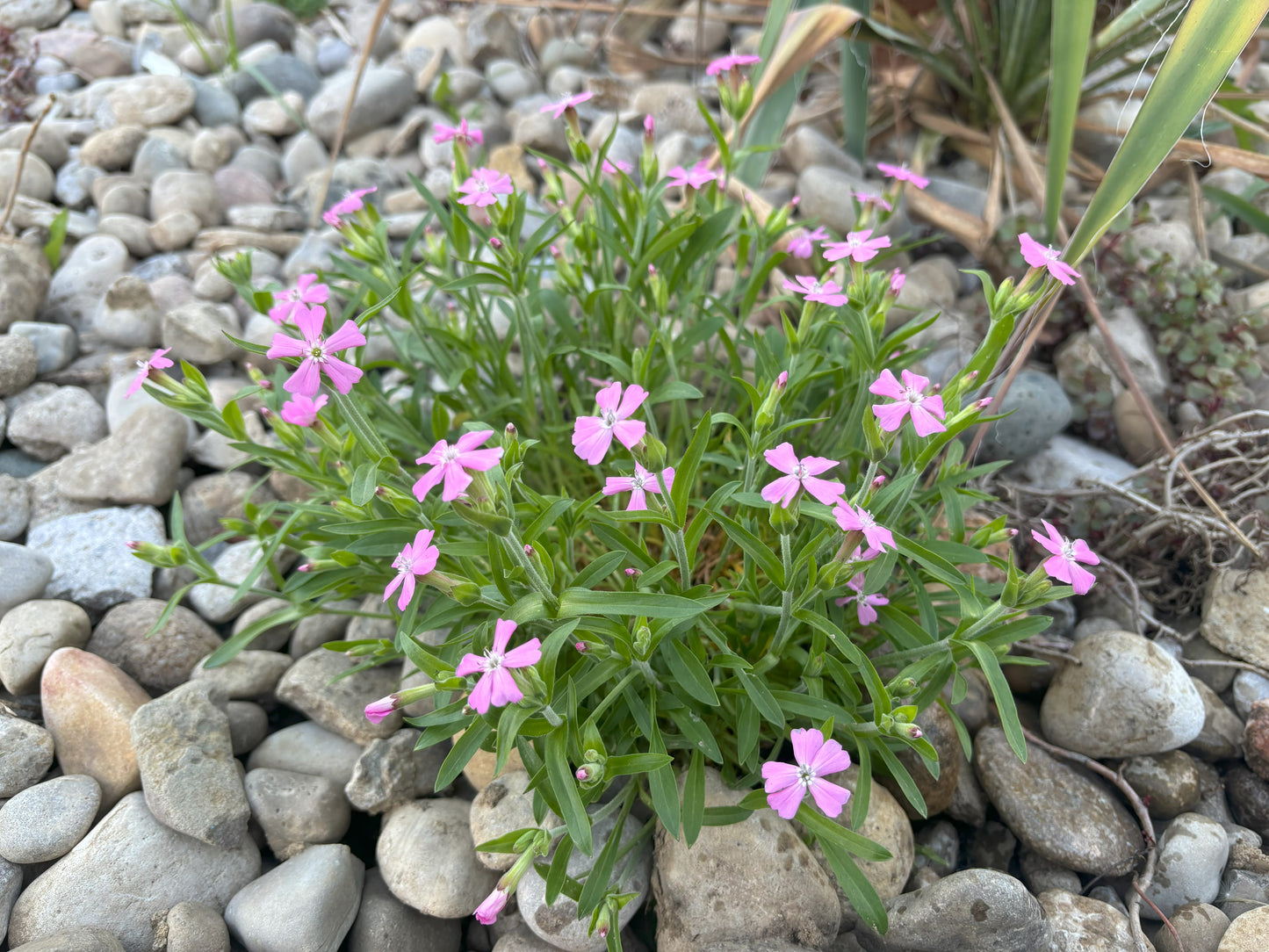 Silene | Short and Sweet Wild Pink