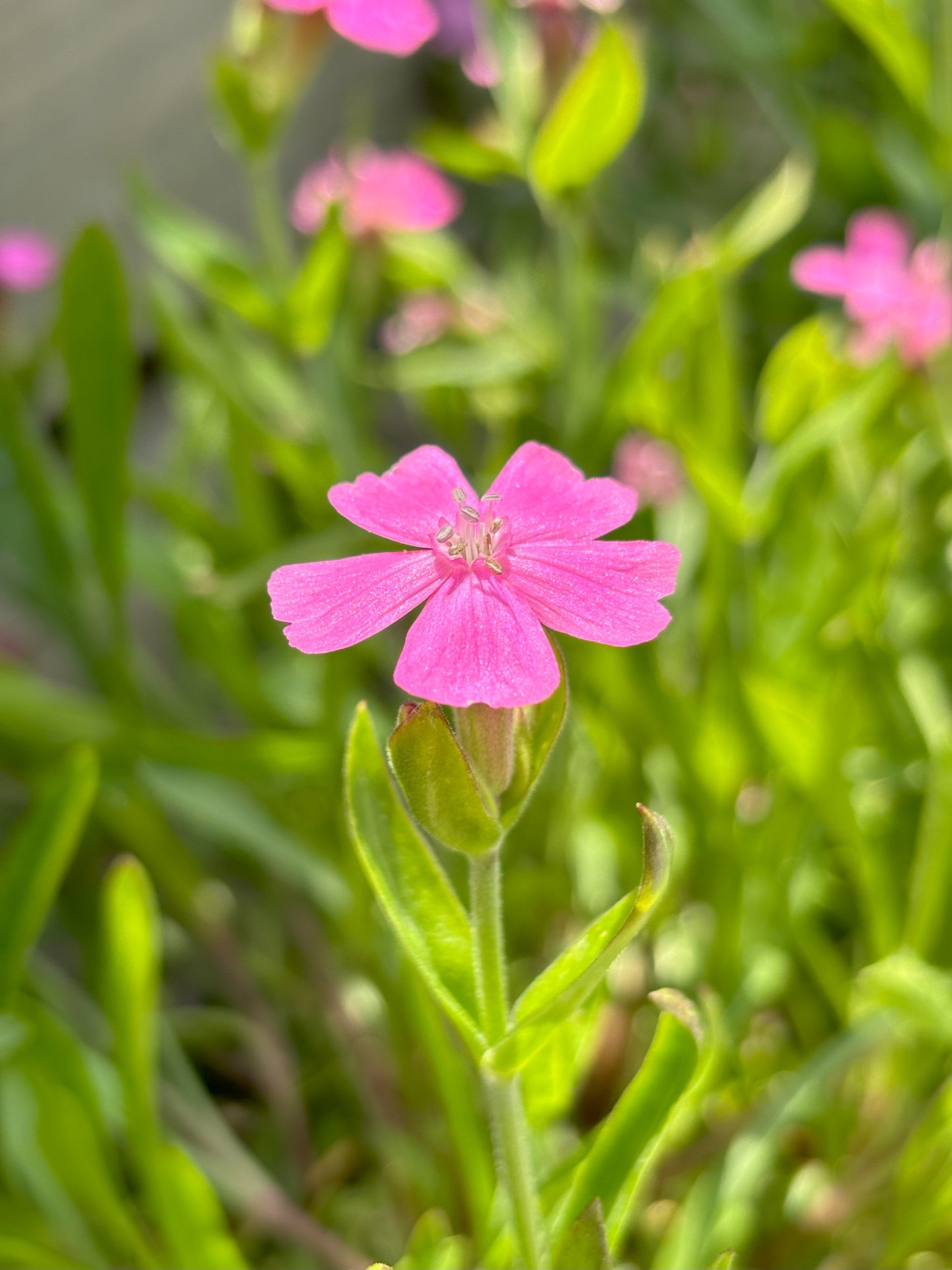 Silene | Short and Sweet Wild Pink