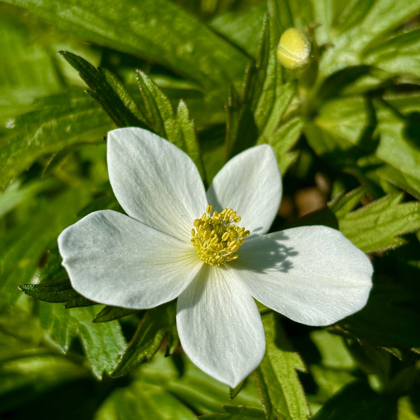 Anemone | Canada Anemone