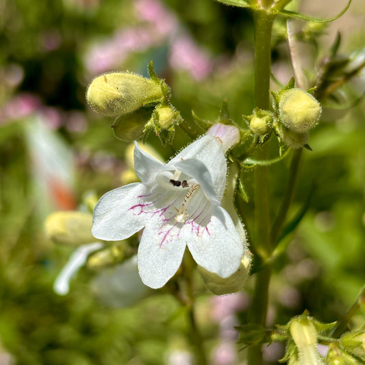 Penstemon | Foxglove Beardtongue