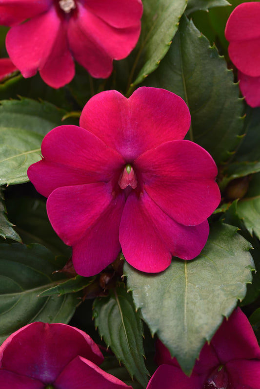 Impatiens | 12 Count Impatiens