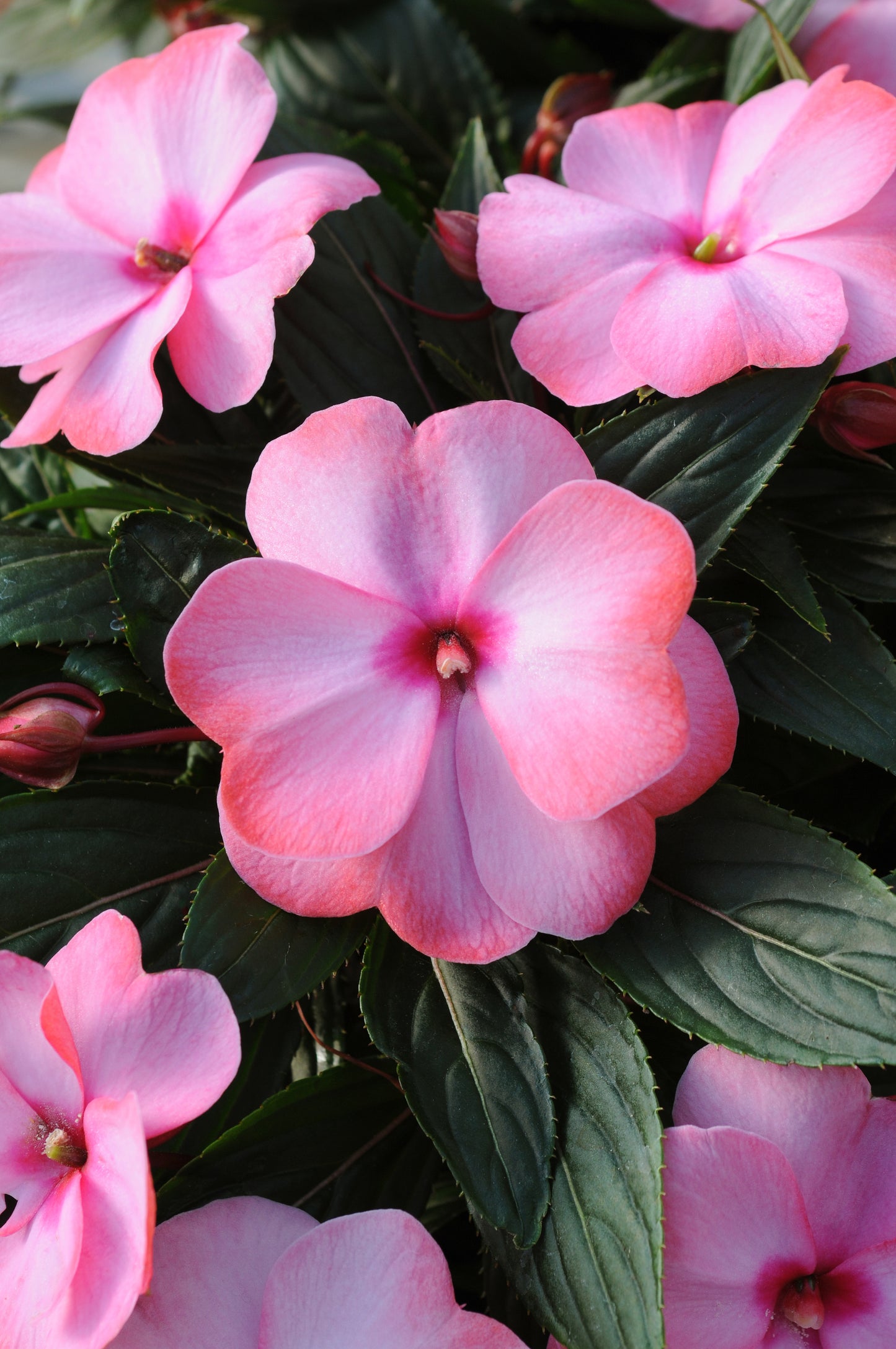 Impatiens | New Guinea Impatiens