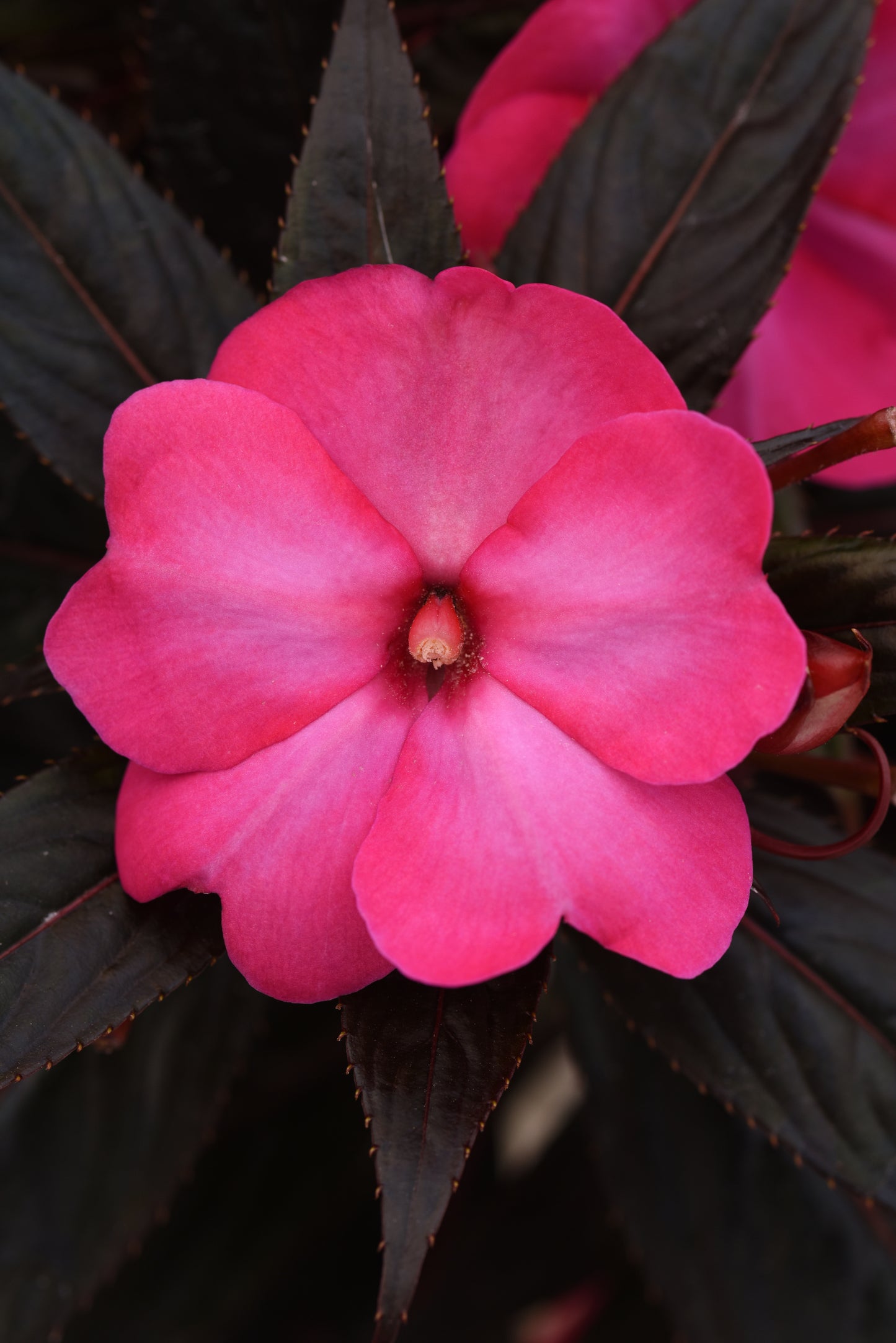 Impatiens | New Guinea Impatiens