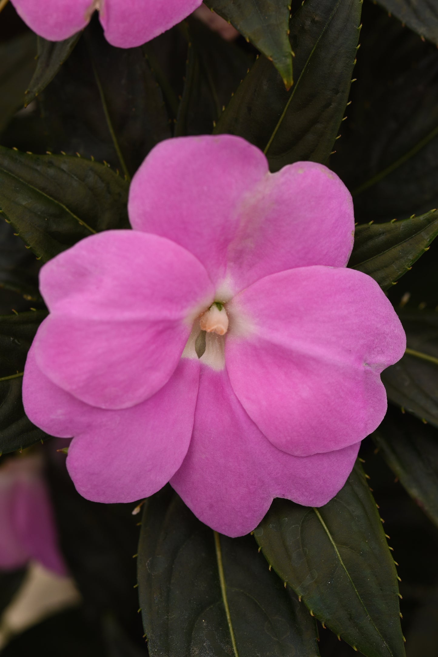 Impatiens | New Guinea Impatiens