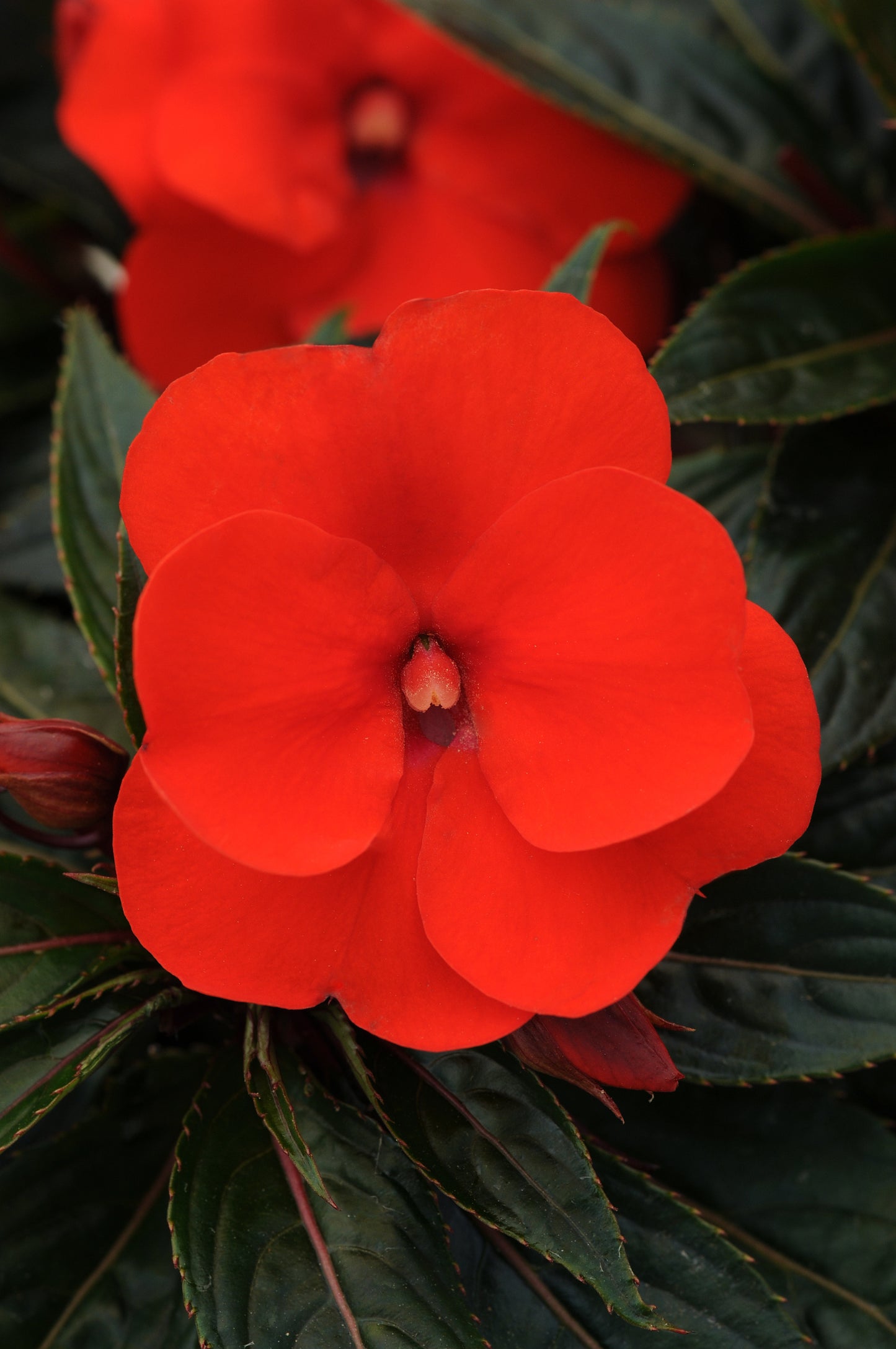 Impatiens | New Guinea Impatiens