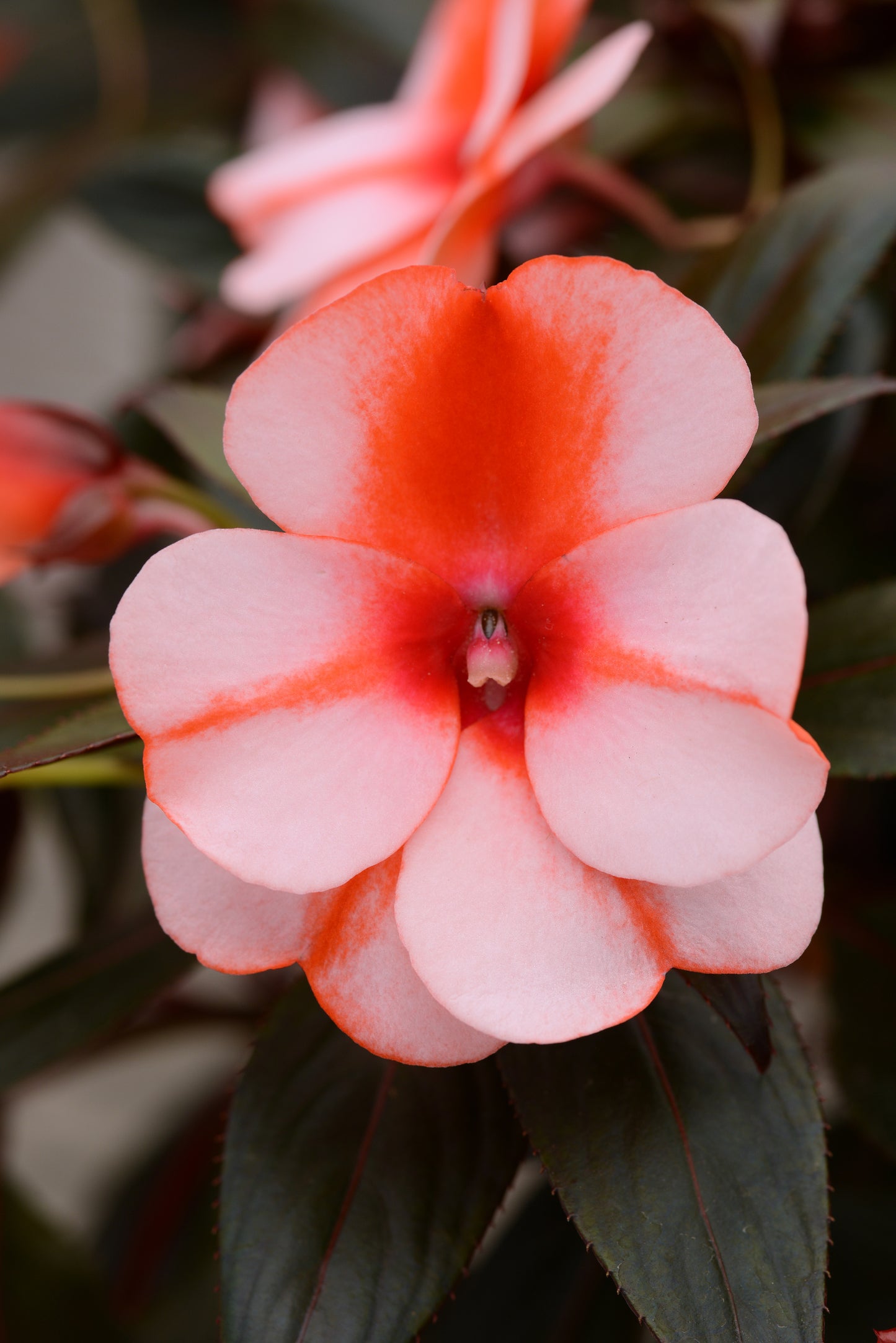 Impatiens | New Guinea Impatiens