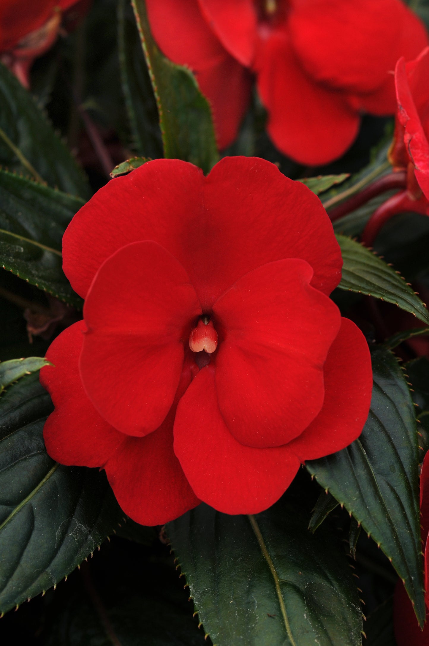 Impatiens | New Guinea Impatiens