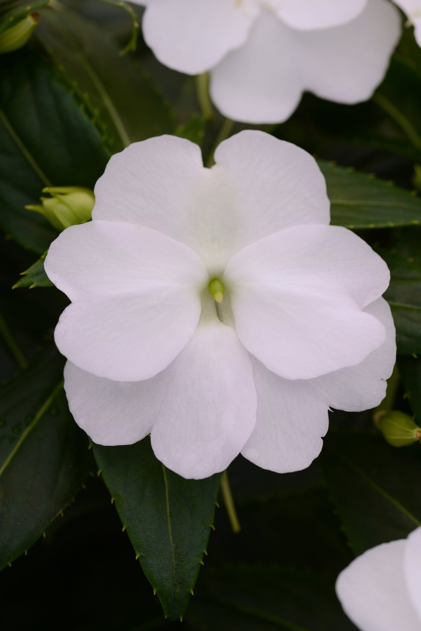 Impatiens | New Guinea Impatiens