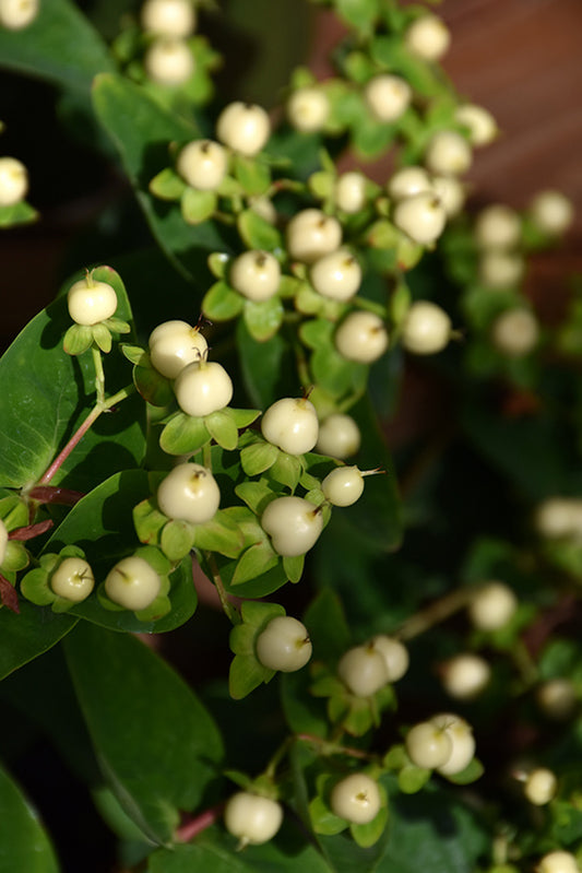 Hypericum | FloralBerry St. John's Wort