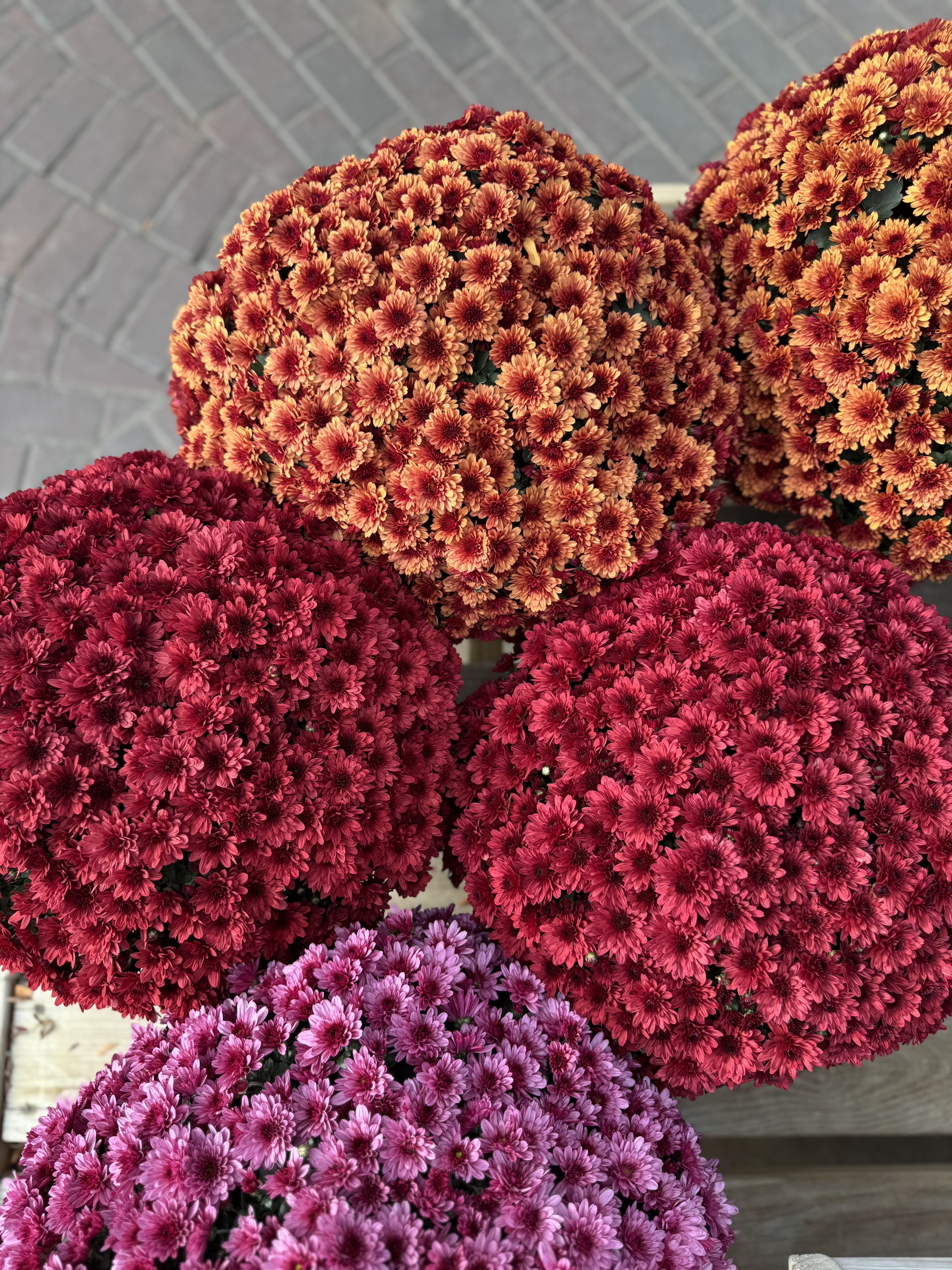 Fall Decor Mum Flowers