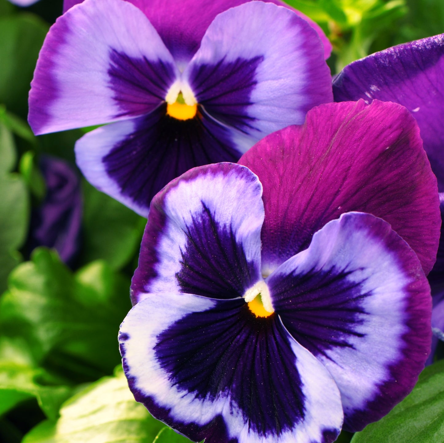 Pansy | Majestic Giants II Pansy