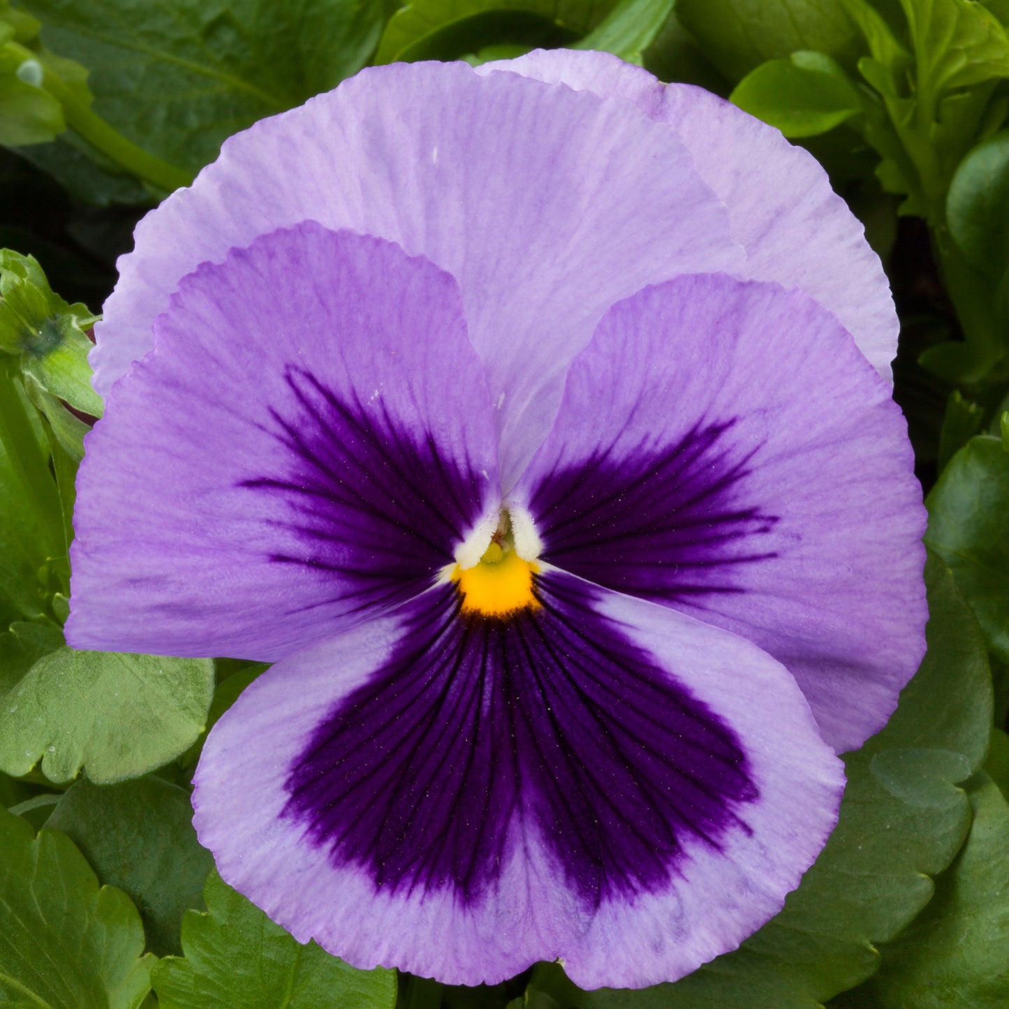 Pansy | Majestic Giants II Pansy