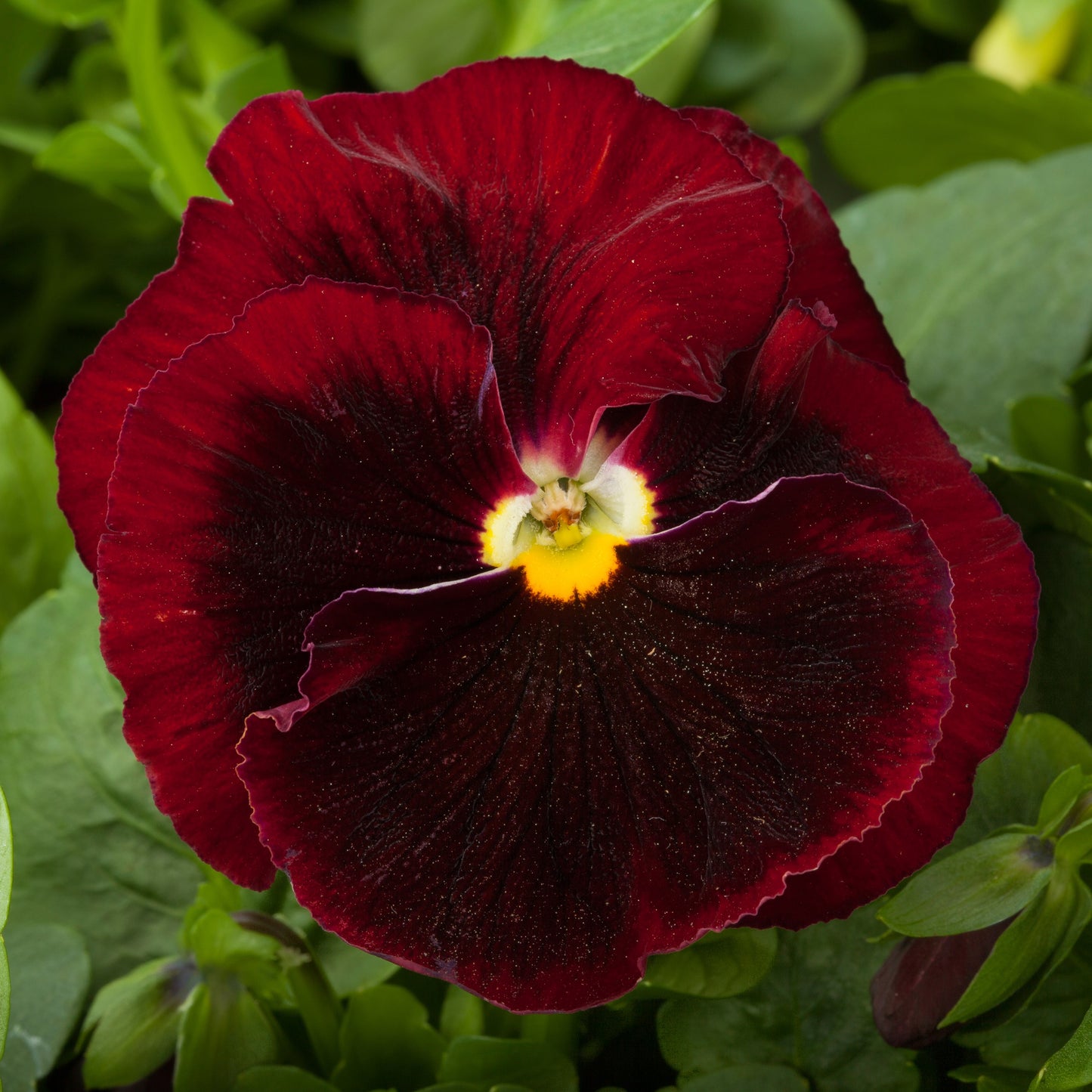 Pansy | Majestic Giants II Pansy