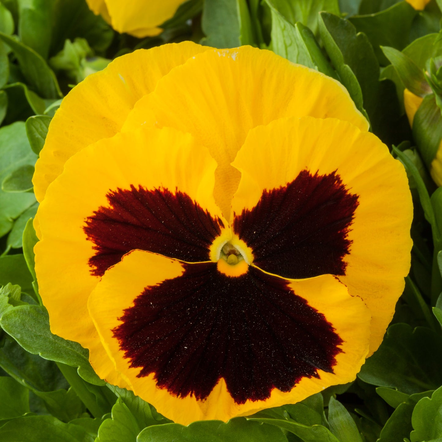 Pansy | Majestic Giants II Pansy