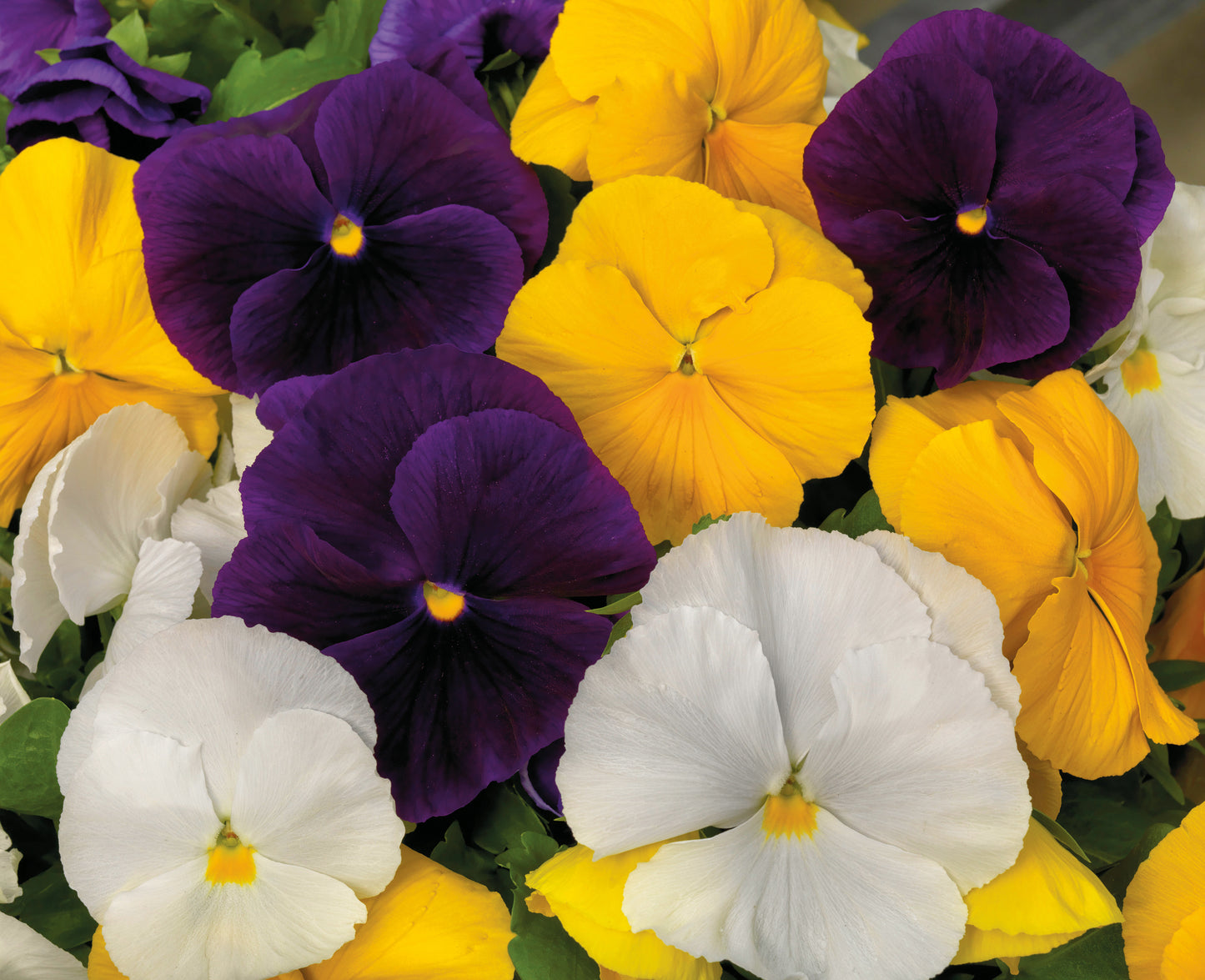 Pansy | Majestic Giants II Pansy