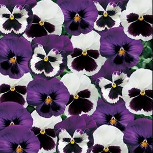 Pansy | Majestic Giants II Pansy