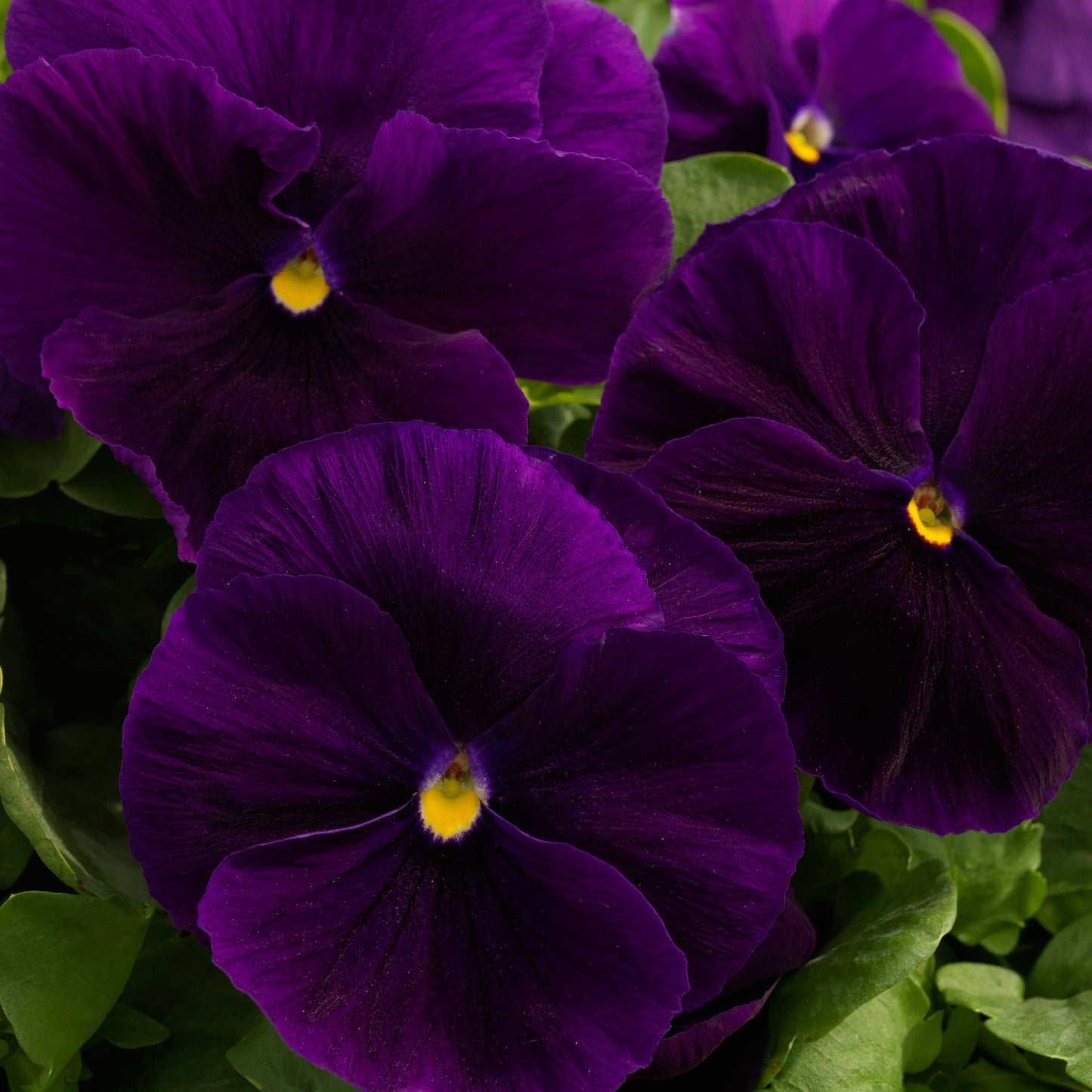 Pansy | Majestic Giants II Pansy