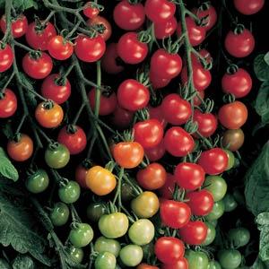 Solanum | Cherry Tomato