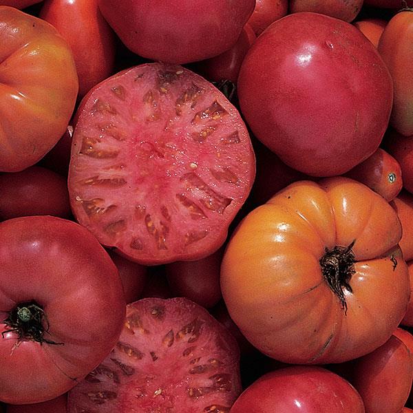 Solanum | Heirloom Tomato