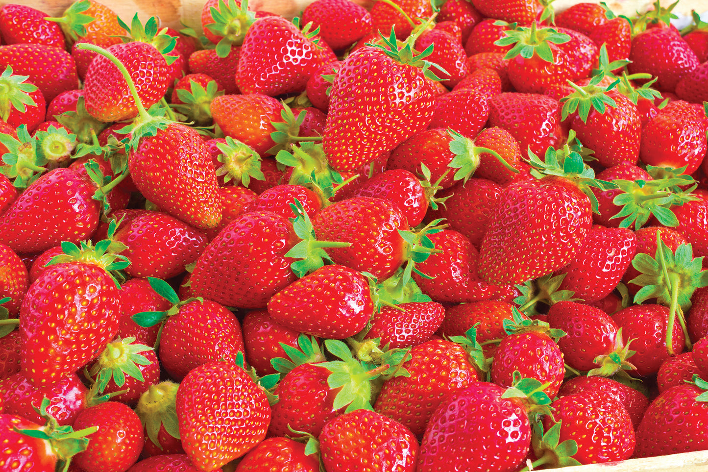 Fragaria | Strawberry