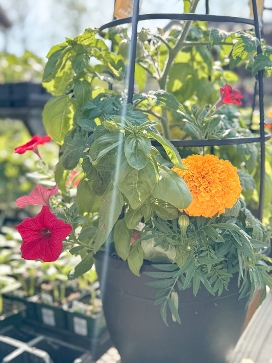 Tomato | Combination Patio Pot