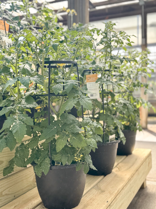 Tomato | Edible Patio Pot