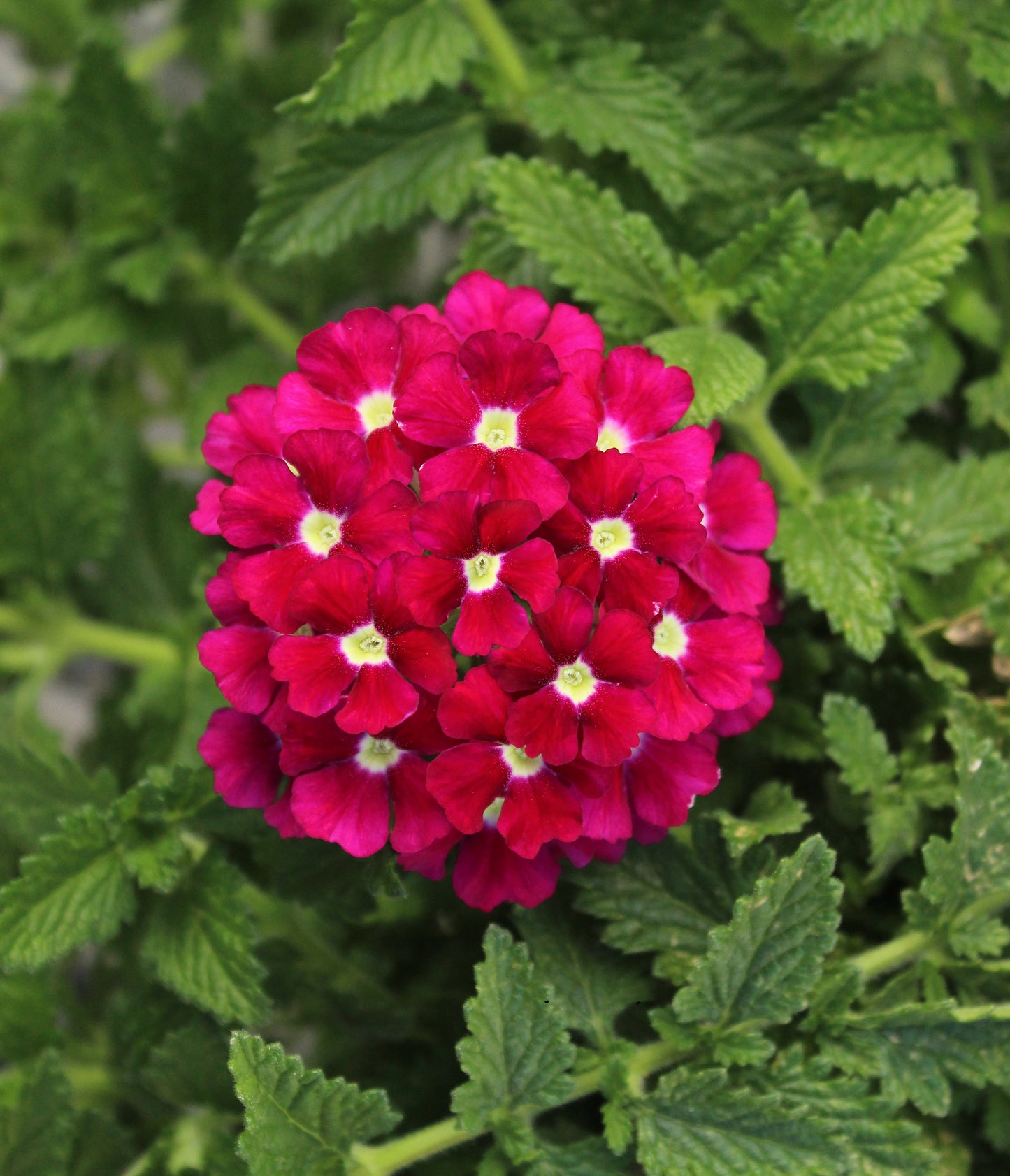 Verbena | Firehouse Verbena