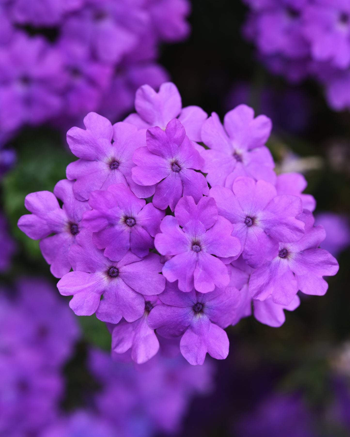 Verbena | Firehouse Verbena