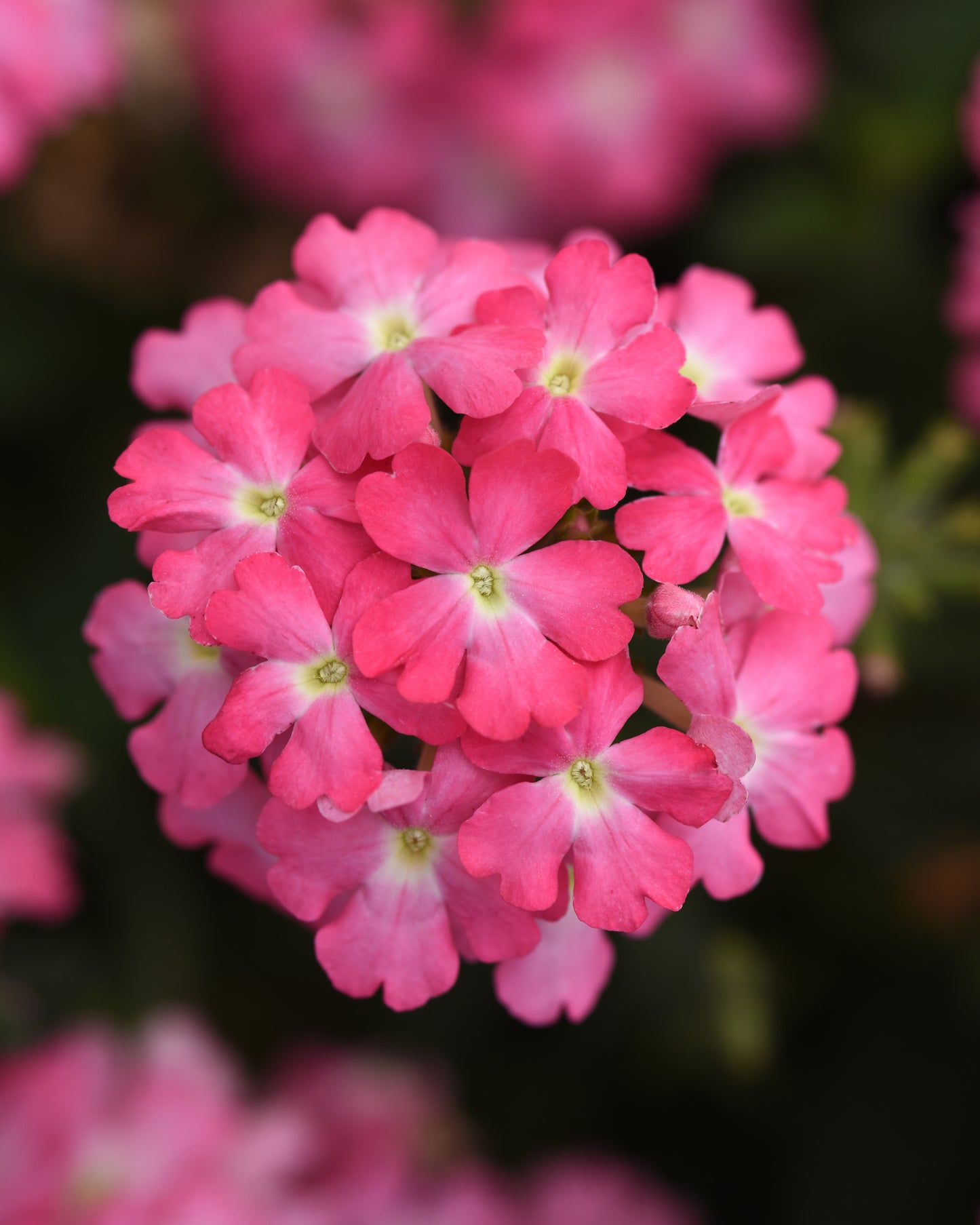 Verbena | Firehouse Verbena