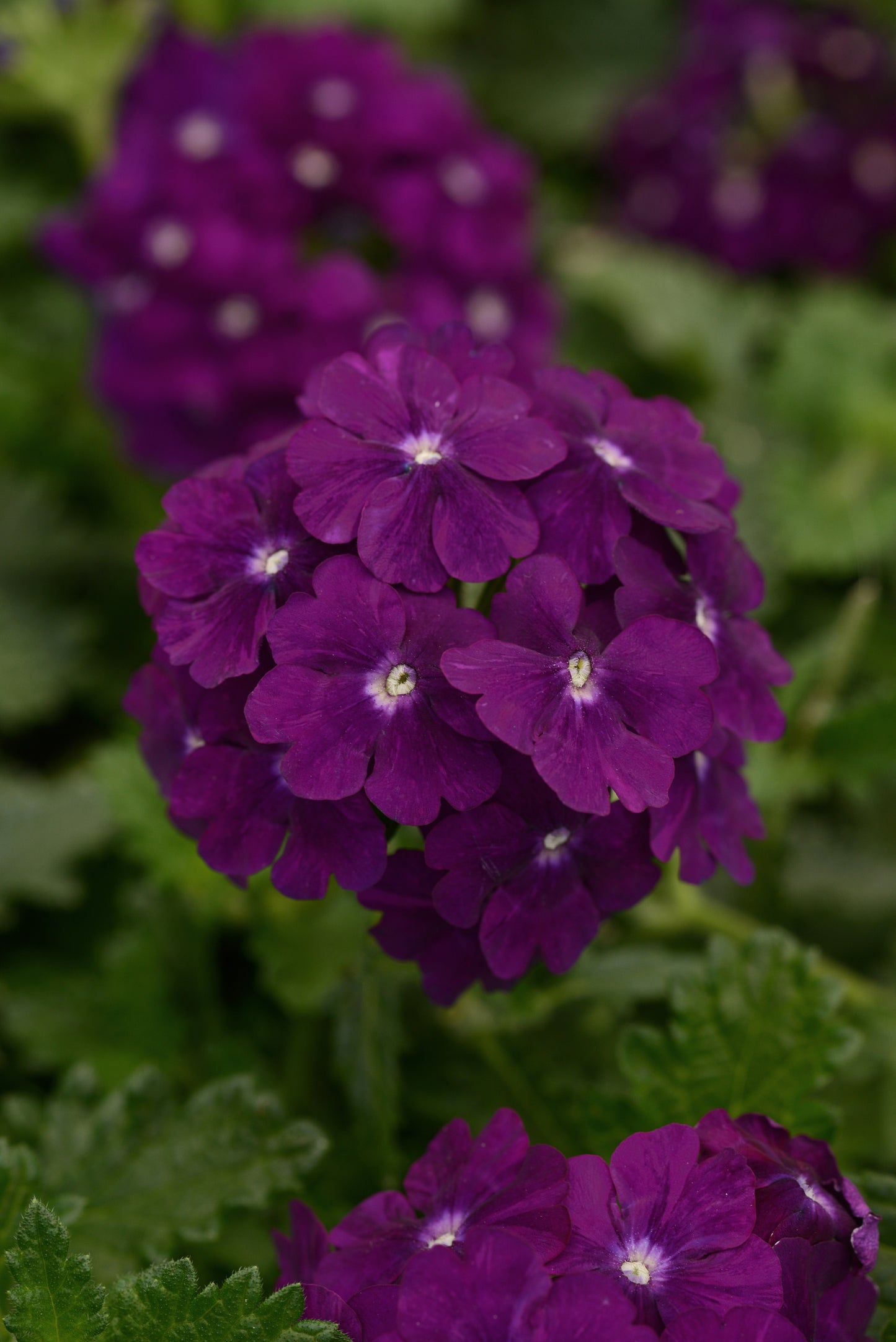 Verbena | Firehouse Verbena