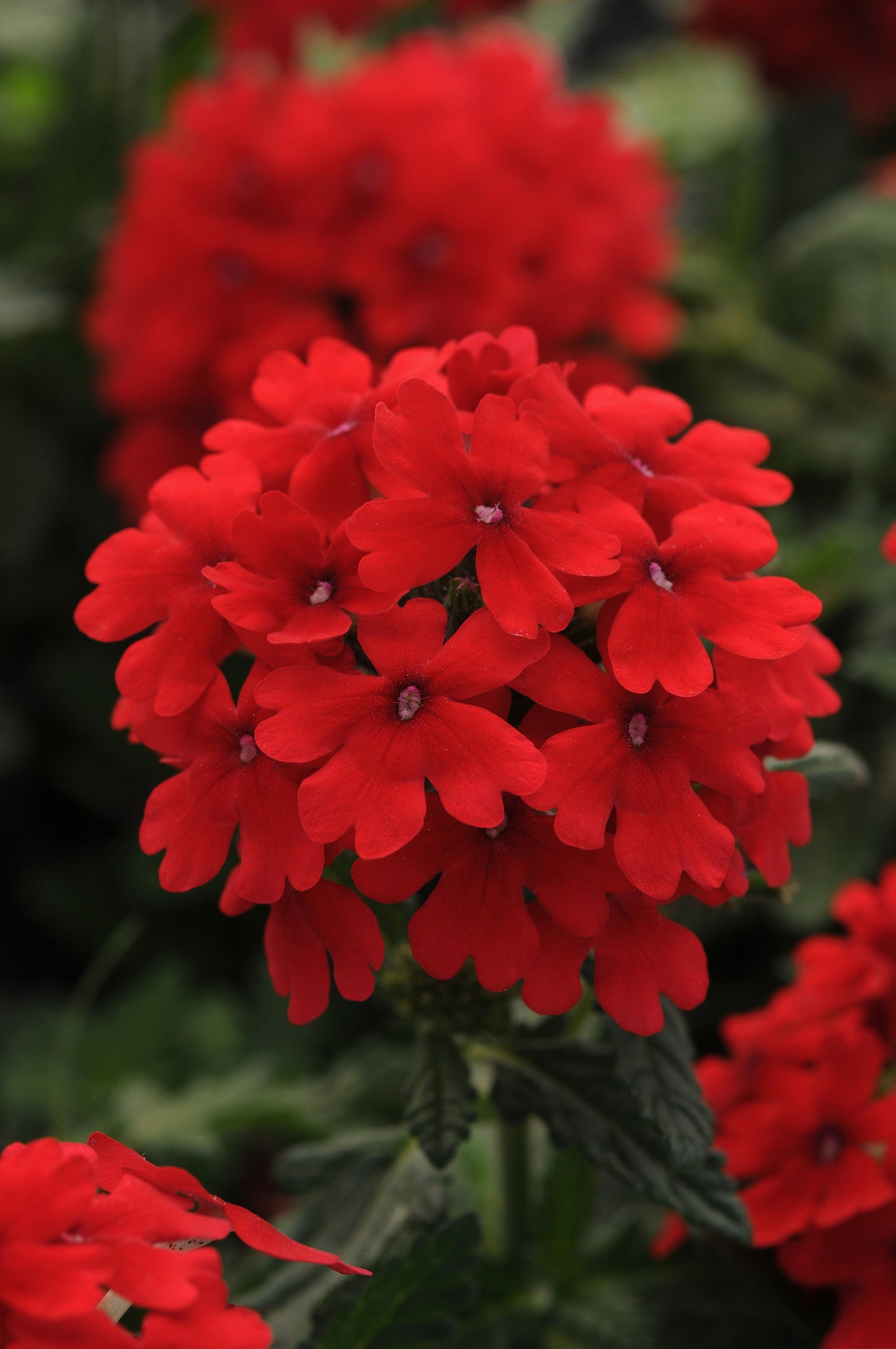 Verbena | Firehouse Verbena