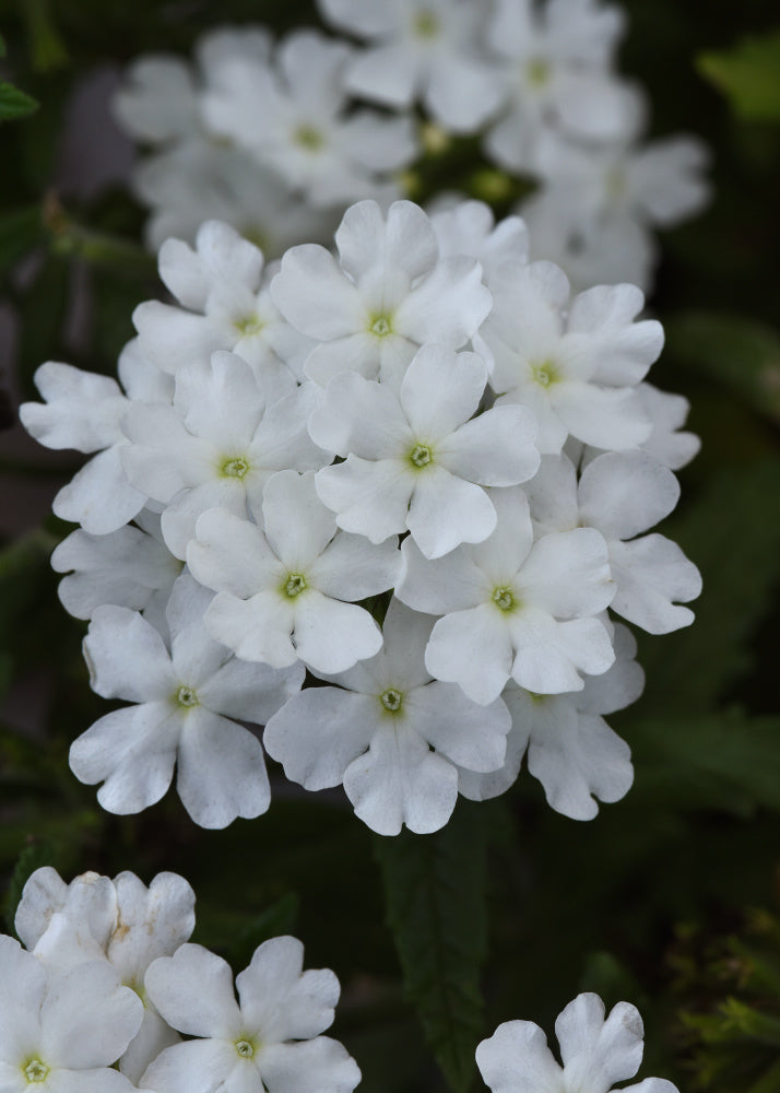 Verbena | Firehouse Verbena