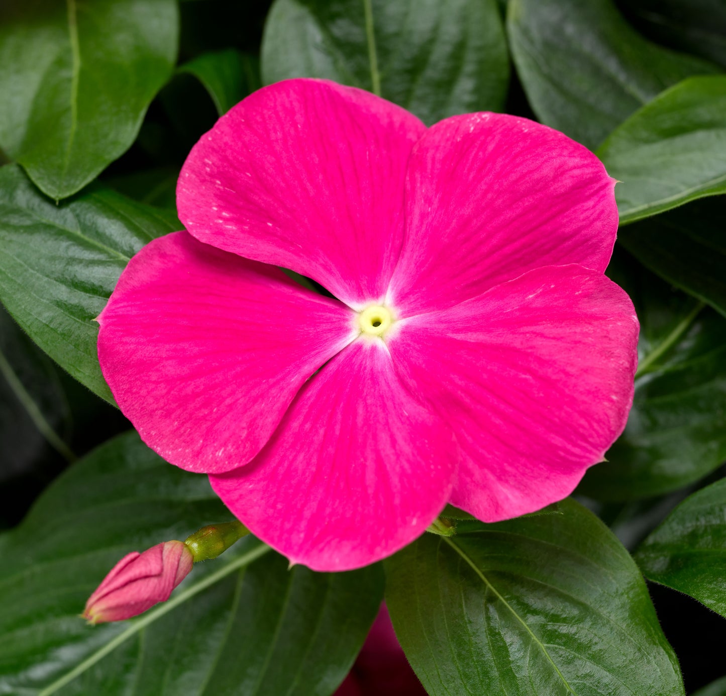 Vinca | Vinca Hanging Basket