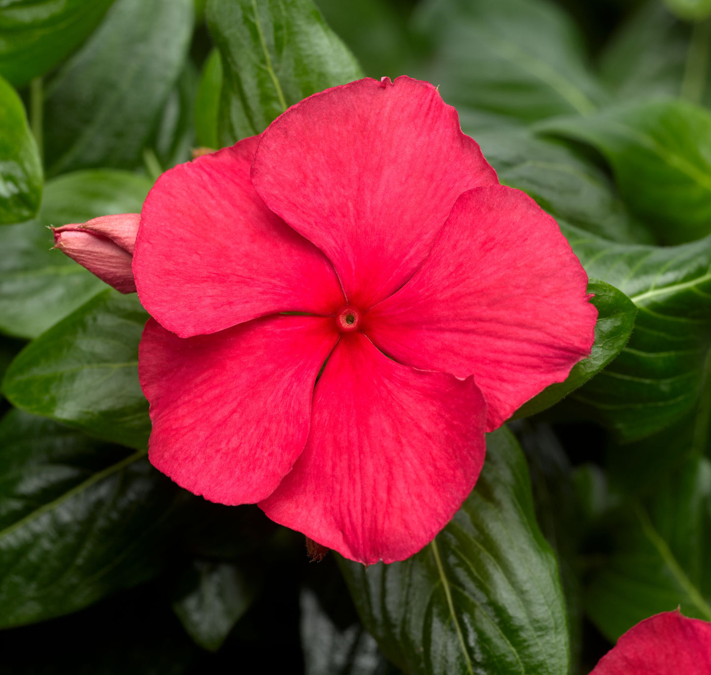 Vinca | Vinca Hanging Basket