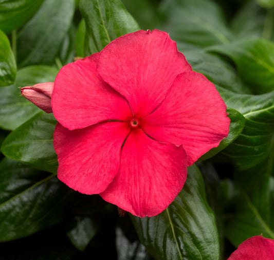 Vinca | Cora Cascade Vinca