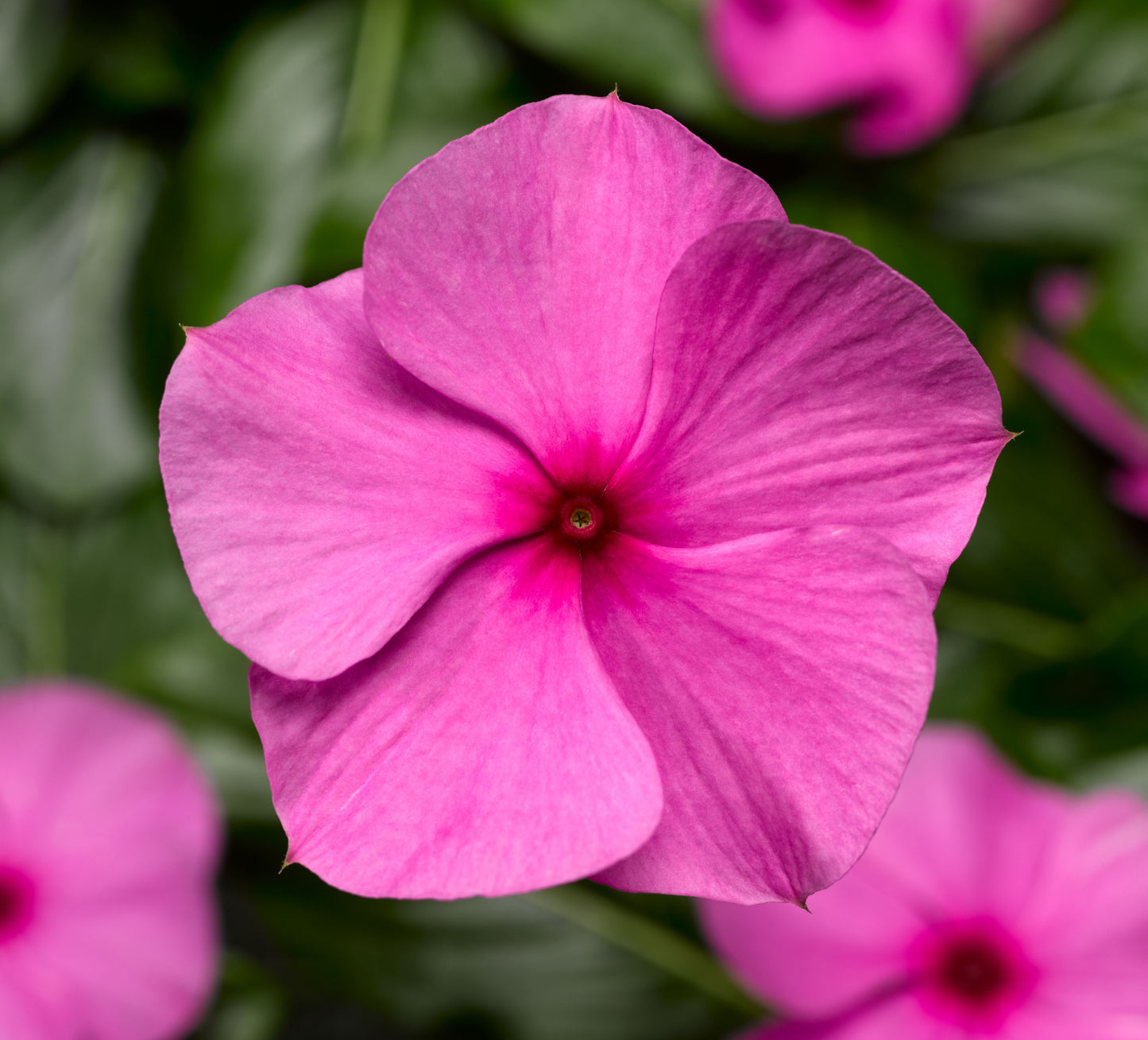 Vinca | Vinca Hanging Basket