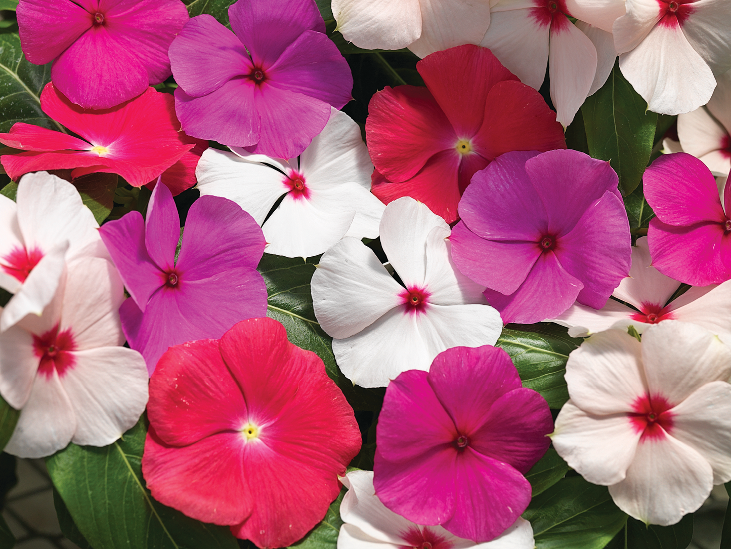 Vinca | Vinca Hanging Basket