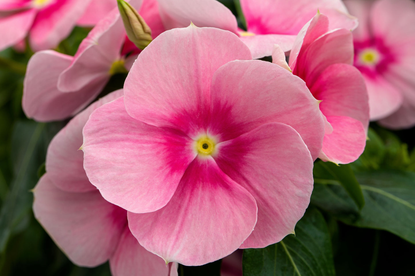 Vinca | Vinca Hanging Basket