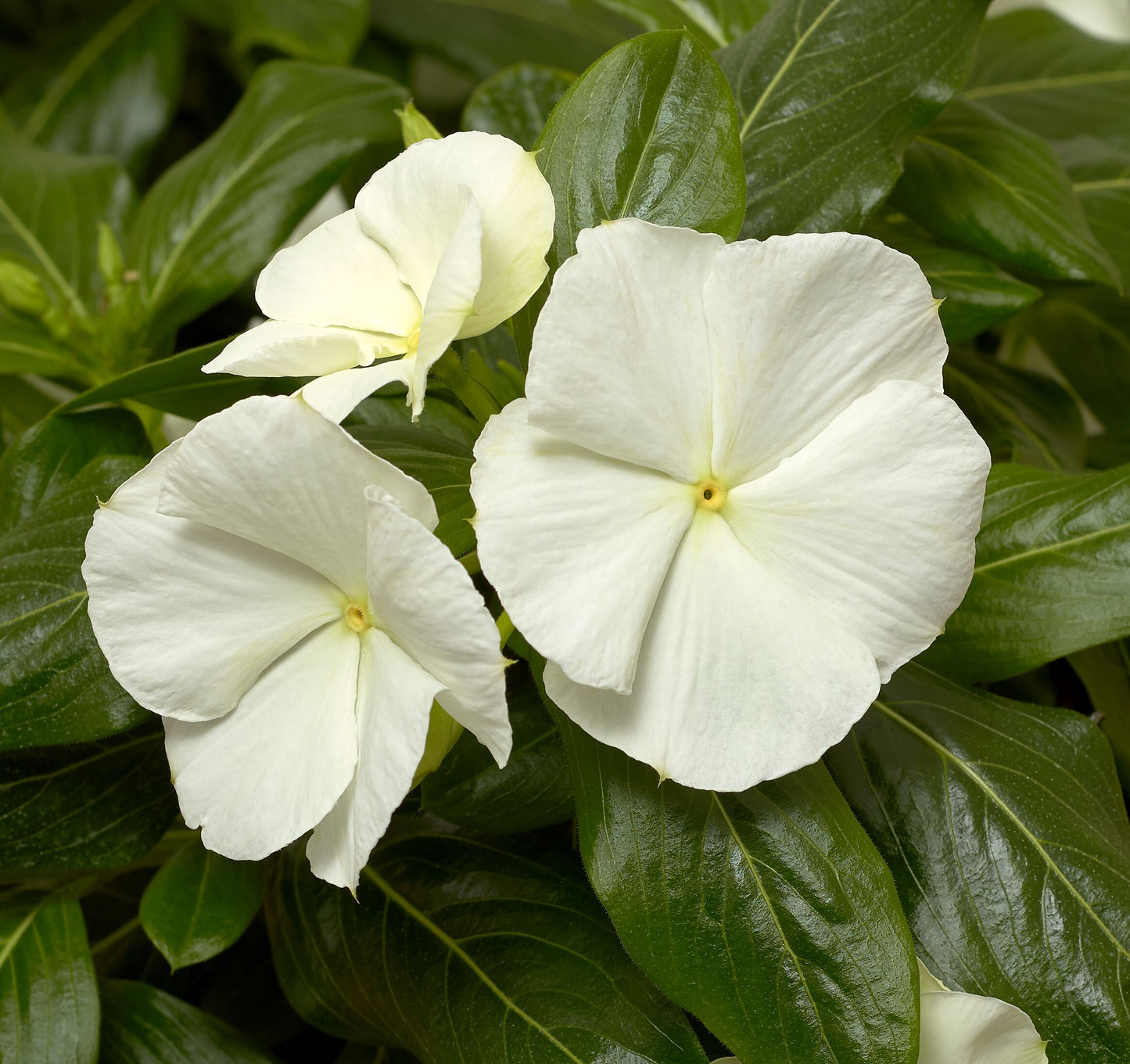 Vinca | Cora Cascade Vinca